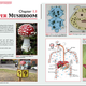 Image for article titled 'The Science of the Mushroom Kingdom' Explores Super Flora
